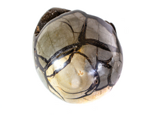 Septarian Egg